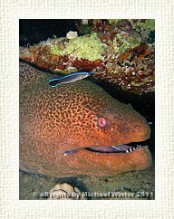 Giant Moray6